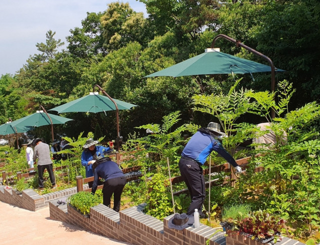 전남도산림자원연구소가 진행한 산약초 재배체험 모습. 사진 제공=전라남도