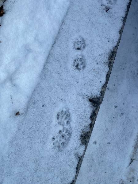 반팔을 입고 실내를 돌아다닐 때 생각이 났고, 미안한 마음이 들었던, 바깥에서 추위와 싸우며 살아가는 존재들. 동네 고양이 발자국./사진=남형도 기자