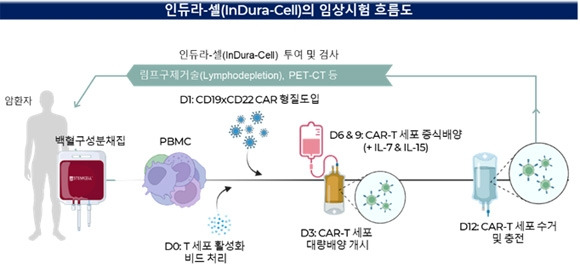 ‘인듀라-셀’ 임상시험 흐름도. 이노베이션바이오 제공