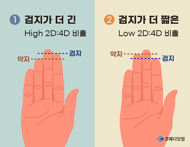 검지 길이가 약지보다 짧은 ② Low 2D:4D 비율을 가졌다면 사이코패스 성향이 있다는 연구가 정신의학 연구 저널에 발표됐다. 당신의 손가락은 어느쪽? 자료 참고_Journal of Psychiatric Research [이미지=코메디닷컴DB]