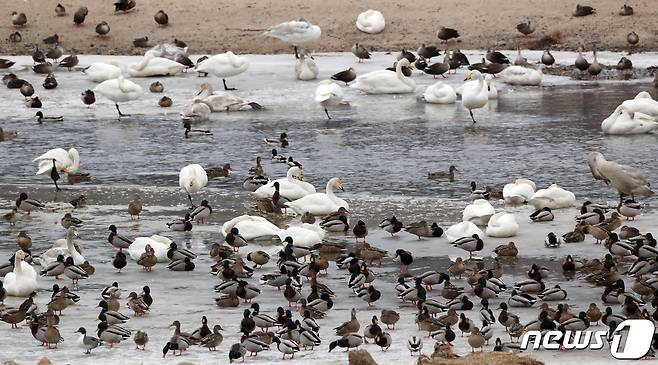 한탄강에서 고니와 기러기등 철새들이 겨울을 보내고 있다. 2021.1.21/뉴스1 ⓒ News1 김명섭 기자