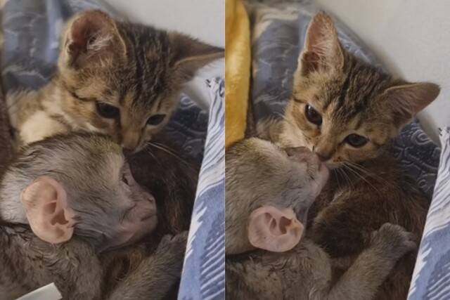 남아프리카 국가 짐바브웨의 한 동물 보호소에 엄마를 잃고 구조된 새끼 원숭이 ‘윌리엄’(왼쪽)과 새끼 고양이 ‘마블’이 서로 끌어안고 누워있다. 보호소 인스타그램 갈무리