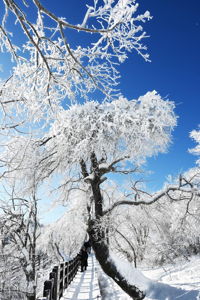 천년주목숲길 나뭇가지마다 눈과 얼음이 엉겨 붙어있다.