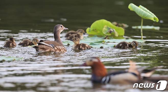 원앙 가족이 노니는 모습. (함양군 김용만 제공)