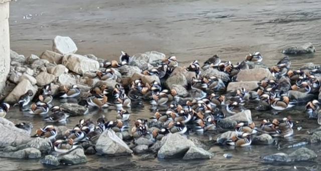 중랑천 용비교 쉼터 인근에서 발견된 원앙들. 성동구청 제공