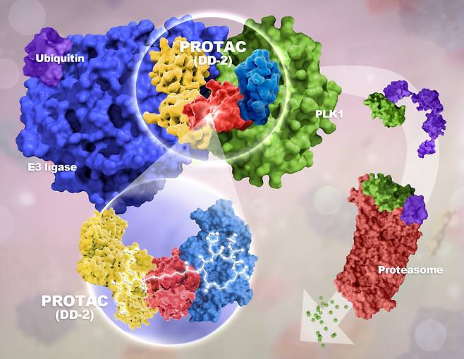 단백질 분해 기술을 이용한 비소세포페암 약물 개발 모식도.[KBSI 제공]