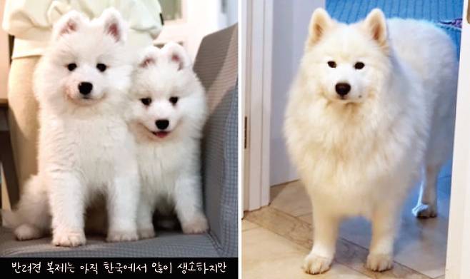 한 유튜버가 죽은 반려견 ‘티’(오른쪽)의 체세포를 복제해 얻은 2마리의 어린 사모예드. [유튜브 채널 사모예드 티코 캡처]
