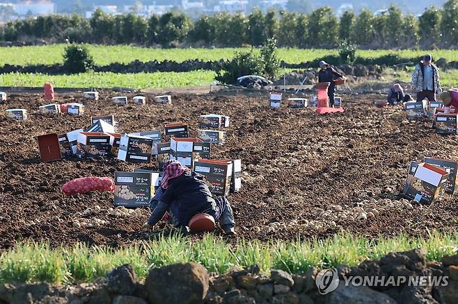 제주도 감자 캐는 풍경 (서귀포=연합뉴스) 박지호 기자 = 8일 오전 제주 서귀포시 대정읍 인성리의 한 밭에서 농민들이 감자를 수확하고 있다. 2024.1.8 jihopark@yna.co.kr