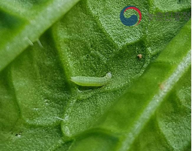 ​배추좀나방 유충은 브로콜리에서 쉽게 발견되는 편이다./사진=농촌진흥청