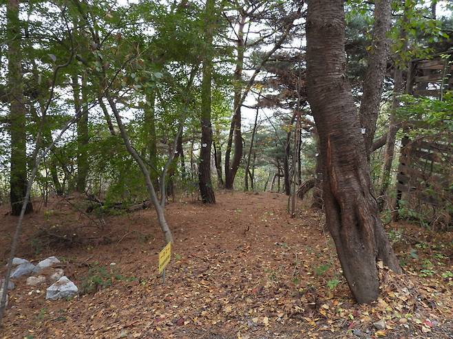 사람들이 정식 산책로가 아닌 곳을 오랜 시간 다니면서 훼손된 남산 토양이 마치 오솔길과 같은 모습을 하고 있다.  [사진 = 한봉호 서울시립대 교수]