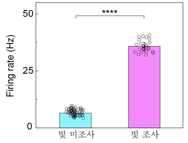 소프트 인공망막을 이식한 망막에 빛을 비추었을 때 빛을 받은 부분에서 약 4배 큰 망막 신호가 확인됐다.