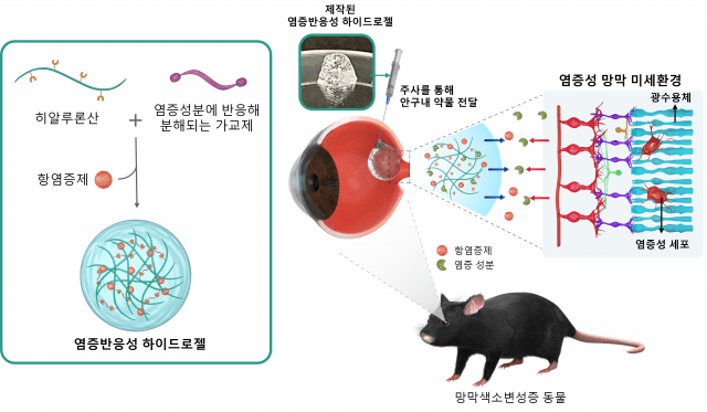 망막 퇴행을 억제하기 위한 염증 반응성 약물 개념도 (자료=KIST)