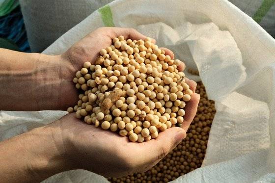 장홍석 대표는 국산콩으로 템페를 만든다. 사진 파아프