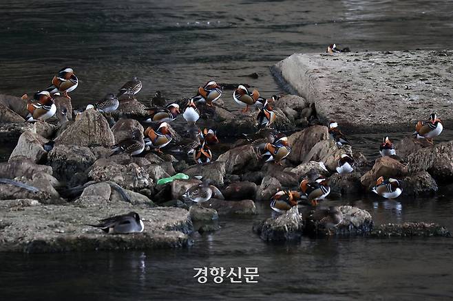 천연기념물 제327호인 원앙이 21일 서울 성동구 중랑천변에 모여 있다. 중랑천의 원앙 수는 서울시와 주변 자치구 등의 천변 개발 공사로 인해 2년 전에 비해 60%가량 급감한 상태다. 조태형 기자