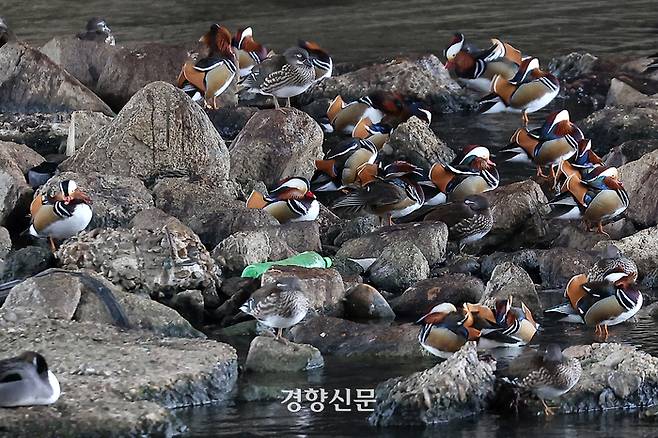 21일 서울 성동구 중랑천변에 모인 원앙 옆에 생활 쓰레기 등이 버려져 있다. 조태형 기자