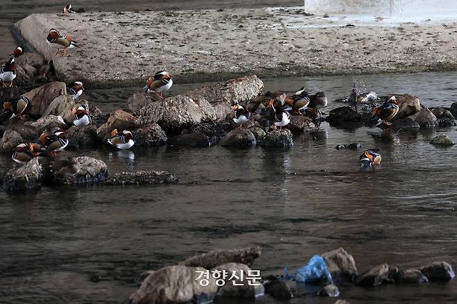천연기념물 제327호인 원앙이 서울 성동구 중랑천변에 모여 있다.