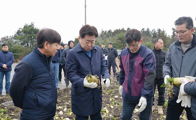 [제주=뉴시스] 오영훈(왼쪽 두번째) 제주특별자치도지사가 21일 낮 12시께 서귀포시 성산읍 월동무 자율감축 현장을 찾아 올해산 월동무 수급 상황을 살피고 있다. (사진=제주도 제공) 2024.01.21. photo@newsis.com  *재판매 및 DB 금지