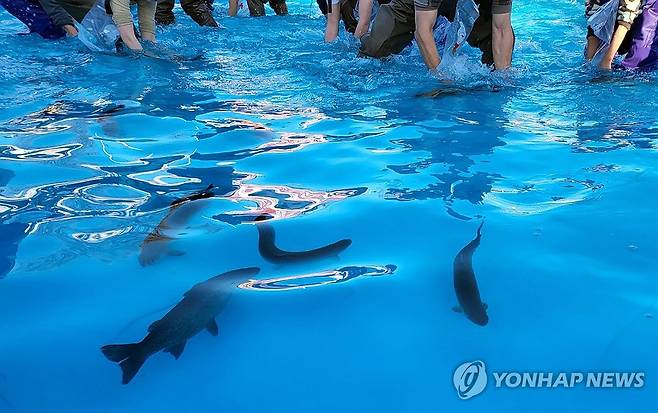 맨손으로 잡는 꽁꽁축제 인삼 송어' [연합뉴스 자료사진]