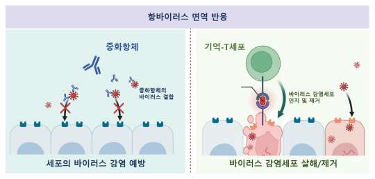 중화항체와 기억-T세포의 항바이러스 면역 기능. 사진=IBS 제공
