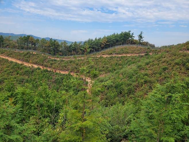 산림부문 배출권거래제 외부사업 대상지(서산 편백숲) <사진 제공=한국임업진흥원>
