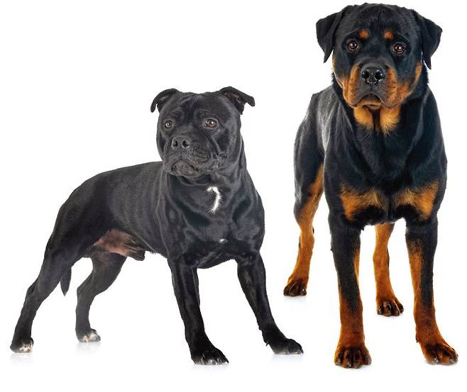 국내에서 맹견으로 규정한 스태퍼드셔불테리어(왼쪽)와 로트와일러. [GettyImages]