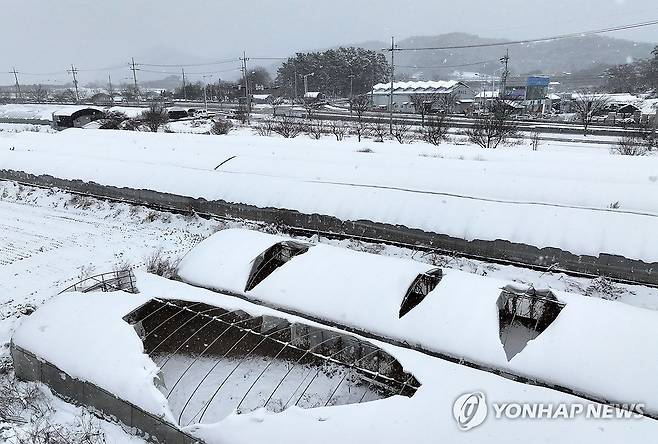 폭설 내린 나주 (나주=연합뉴스) 조남수 기자 = 광주·전남 지역에 대설특보가 발효된 23일 나주 남평읍 평산리 비닐하우스에 흰 눈이 쌓여 있다. 2024.1.23 iso64@yna.co.kr