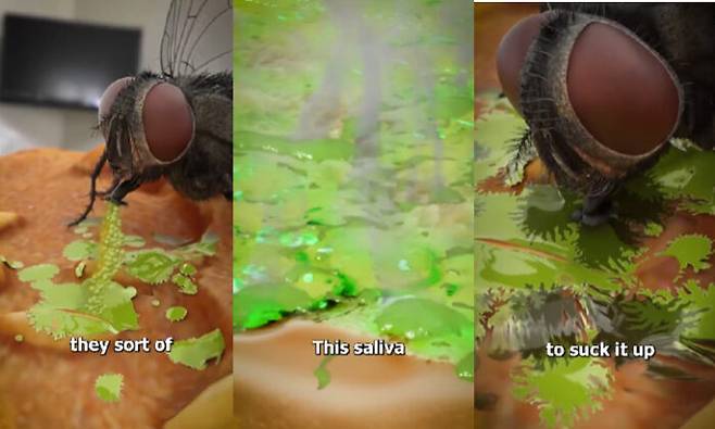 파리는 음식물 표면에 소화 효소 혼합물이 섞인 타액을 토해내 음식을 분해한다. [사진=게티이미지뱅크]