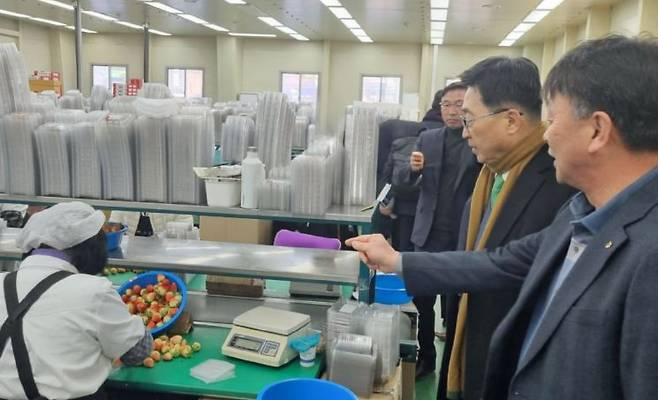 22일 진주 수곡농협 수출 딸기 선별장을 방문한 김춘진 한국농수산식품유통공사 사장(오른쪽 두번째)이 관계자들과 함께 딸기 선별 과정을 살펴보고 있다. [사진 = 한국농수산식품유통공사]