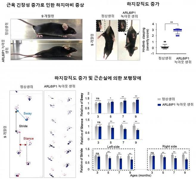 HSP 환자 질환표현형을 모방하는 마우스 질환 동물모델. 한국생명공학연구원