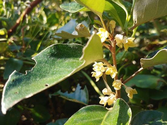 9월의 울릉도 보리밥나무 꽃 (국립백두대간 수목원 제공)