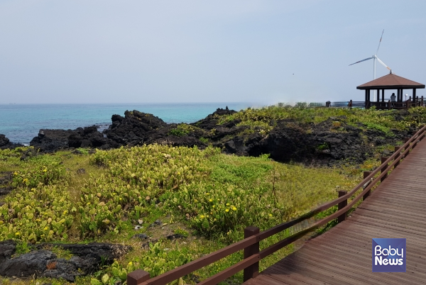 월령 선인장 마을 산책로. ⓒ김재원
