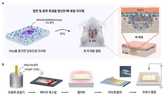 향상된 뼈 재생 메커니즘의 도식적 표현 및 하이드록시아파타이트 융합 P(VDF-TrFE) 지지체의 제조 방법.(KAIST 제공)/뉴스1