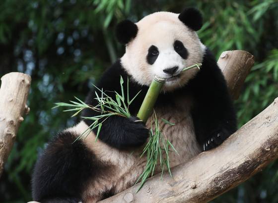 Everland's Korean-born giant panda Fu Bao [YONHAP]
