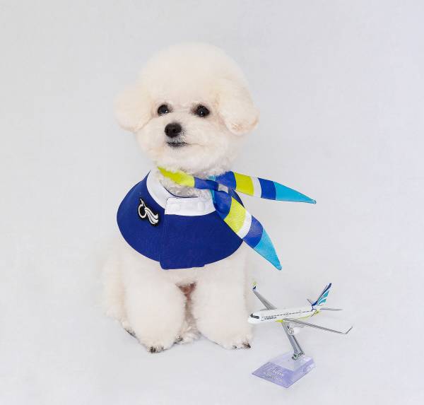 농림축산식품부의 '2022 동물보호에 대한 국민의식조사' 결과에 따르면, 반려동물을 현 거주지에서 직접 양육하는 비율이 25.4%로 나타났다 사진은 에어부산 반려동물 굿즈를 착용한 강아지 / 에어부산