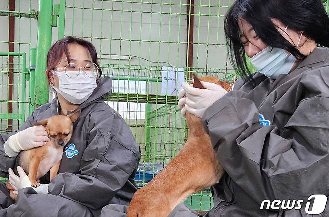 건국대학교 수의대 학생들이 21일 인천시수의사회 동물보호소에서 봉사활동을 하고 있다. ⓒ 뉴스1 최서윤 기자