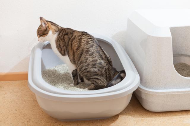 고양이 화장실 모래는 향이 없는 것으로 구매하도록 하자. 게티이미지뱅크