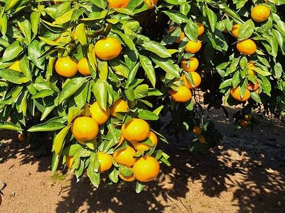 귤이 겨울철 제철과일이 된 것도 우장춘의 공이다. [사진 우장춘 기념관, 김정탁·김석우]