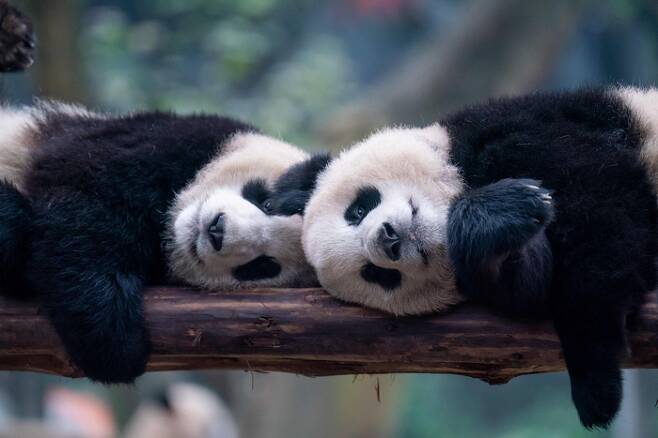 중국 충칭의 동물원에서 지난 7일 판다들이 놀고 있다. AFP연합뉴스