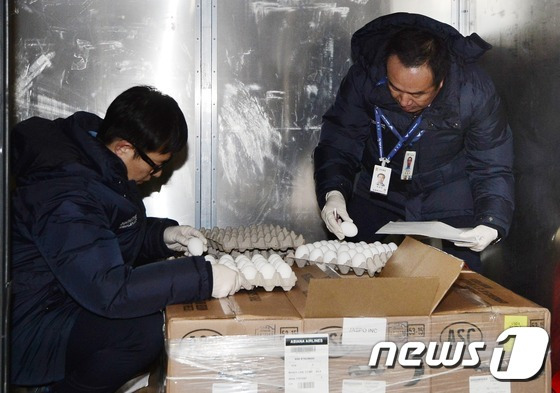 농림축산검역본부 관계자들이 인천공항 아시아나항공 화물터미널에서 미국으로부터 수입된 샘플용 달걀을 검역하고 있다. 2017.1.12/뉴스1 ⓒ News1 민경석 기자