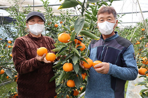 심천면에서 천혜향 등 만감류를 재배하는 이병덕씨 농가. [사진=영동군]