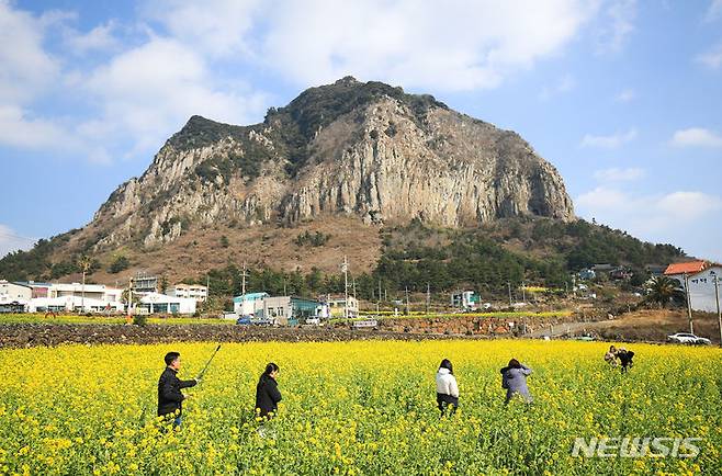 [서귀포=뉴시스] 우장호 기자 = 입춘(立春)을 엿새 앞둔 29일 제주 서귀포시 안덕면 산방산 인근에 봄의 전령 유채꽃이 활짝 피어나 관광객들의 시선을 사로 잡고 있다. 2024.01.29. woo1223@newsis.com