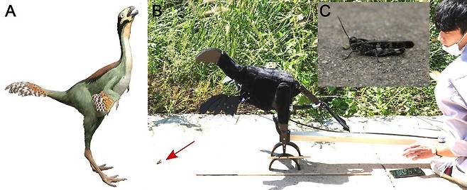 1억 2400만년 전에 깃털을 가졌던 공룡인 카우딥테릭스(Caudipteryx, A). 한국 연구진이 공룡 화석을 토대로 로봇 공룡인 ‘로밥테릭스(Robopteryx)’를 만들어 날개가 곤충(화살표)을 놀라게 해서 사냥하는 용도로 쓰였음을 입증했다(B, C)./서울대