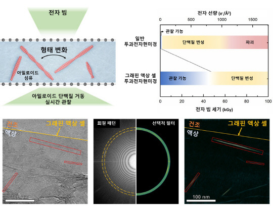 KAIST는 알츠하이머 질병을 유발하는 아밀로이드 섬유 단백질의 실시간 거동을 관찰할 수 있는 기술을 개발했다.  사진은 단분자 그래핀 액상 셀 전자현미경 모식도 및 성능