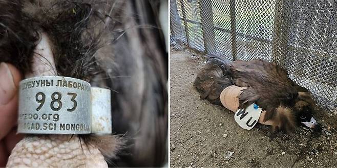 독수리의 발목에 부착되어 있는 인식표(왼쪽)와 치료 뒤 계류 장에서 안정을 취하고 있는 독수리 모습. 전남야생동물구조관리센터 제공