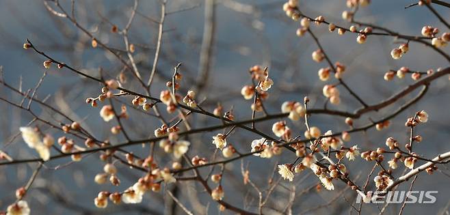 [울산=뉴시스] 배병수 기자 = 북극 한파가 한풀 꺽인 30일 오전 울산 남구 선암호수공원에서 봄의 전령사 매화가 꽃망울을 터트리고 있다. 2024.01.30. bbs@newsis.com