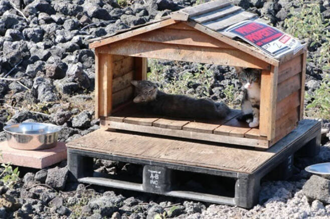 하와이 퀸스 마켓플레이스 쇼핑센터 인근 길고양이들이 사람이 설치한 먹이통 및 쉼터에서 쉬는 모습. 쉼터 지붕에는 ‘사유재산’이라 써있다. 하와이 정부 캡처