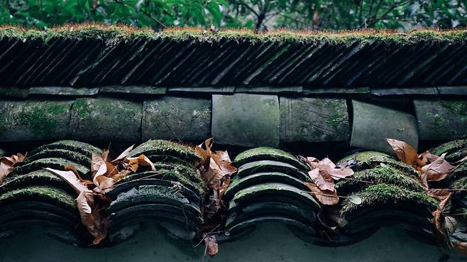 아만파윤 객실의 지붕. 파윤 마을은 연중 안개가 자욱하게 끼는 골짜기 지형이라 이끼가 잘 자란다. 필요 이상으로 음습하고 진한 초록빛은 아만파윤을 더욱 신비롭게 만든다