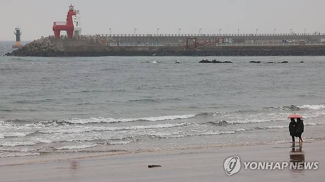 이호해수욕장 우중 산책 [연합뉴스 자료사진]