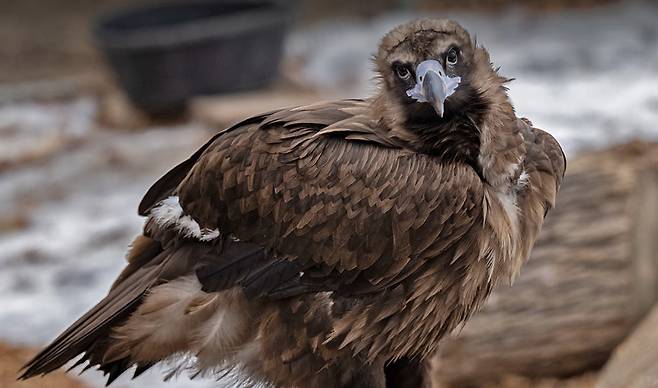 미국 덴버 동물원에서 보호 중인 대머리수리. 대머리수리는 다른 부위에 비해 정수리 부근이 휑하다. /덴버 동물원 제공