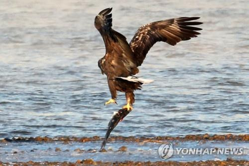 2022년 포항 찾은 흰꼬리수리 [연합뉴스 자료사진]